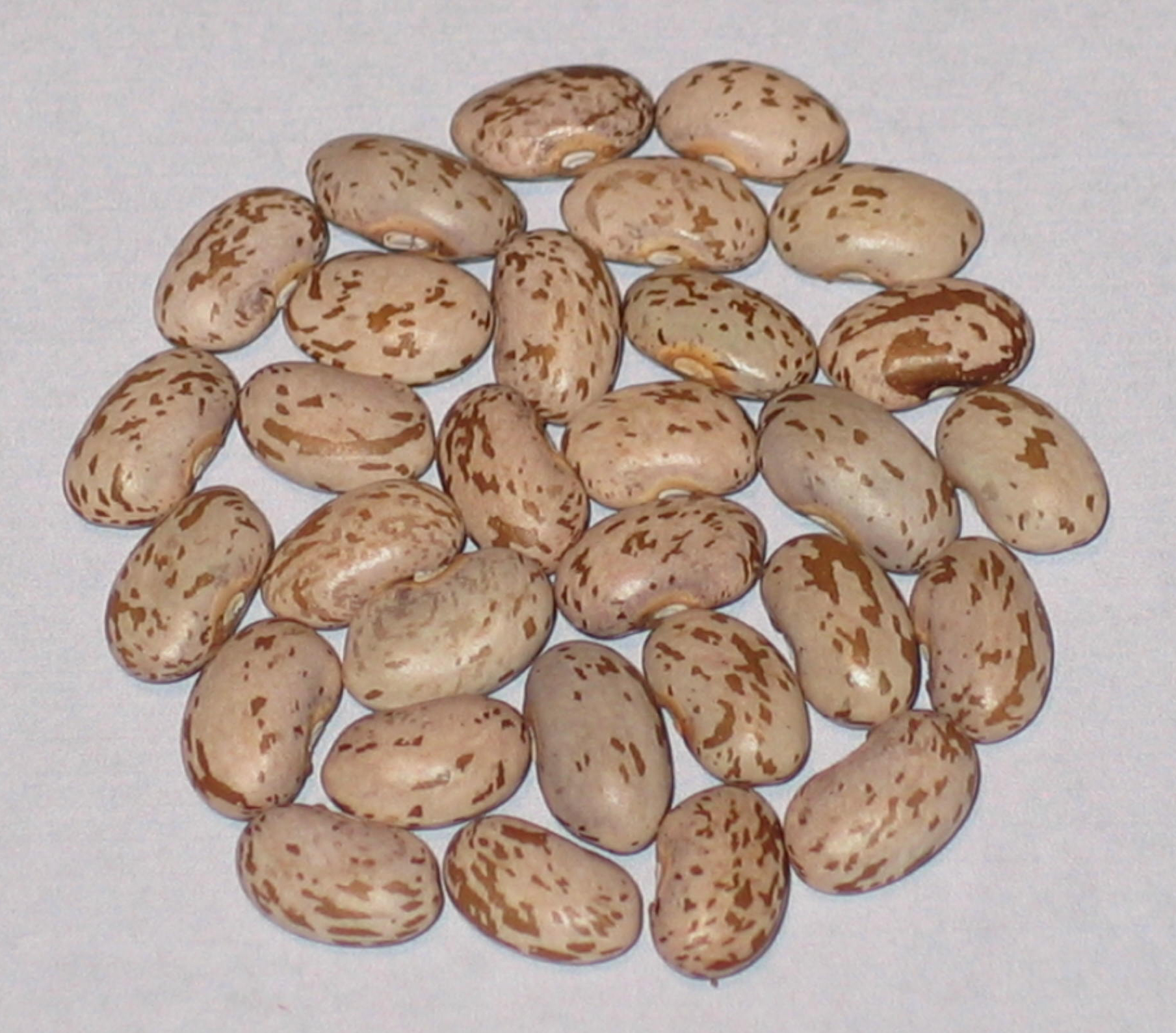 A group of raw pinto beans with light brown and beige speckled patterns arranged on a plain gray surface.