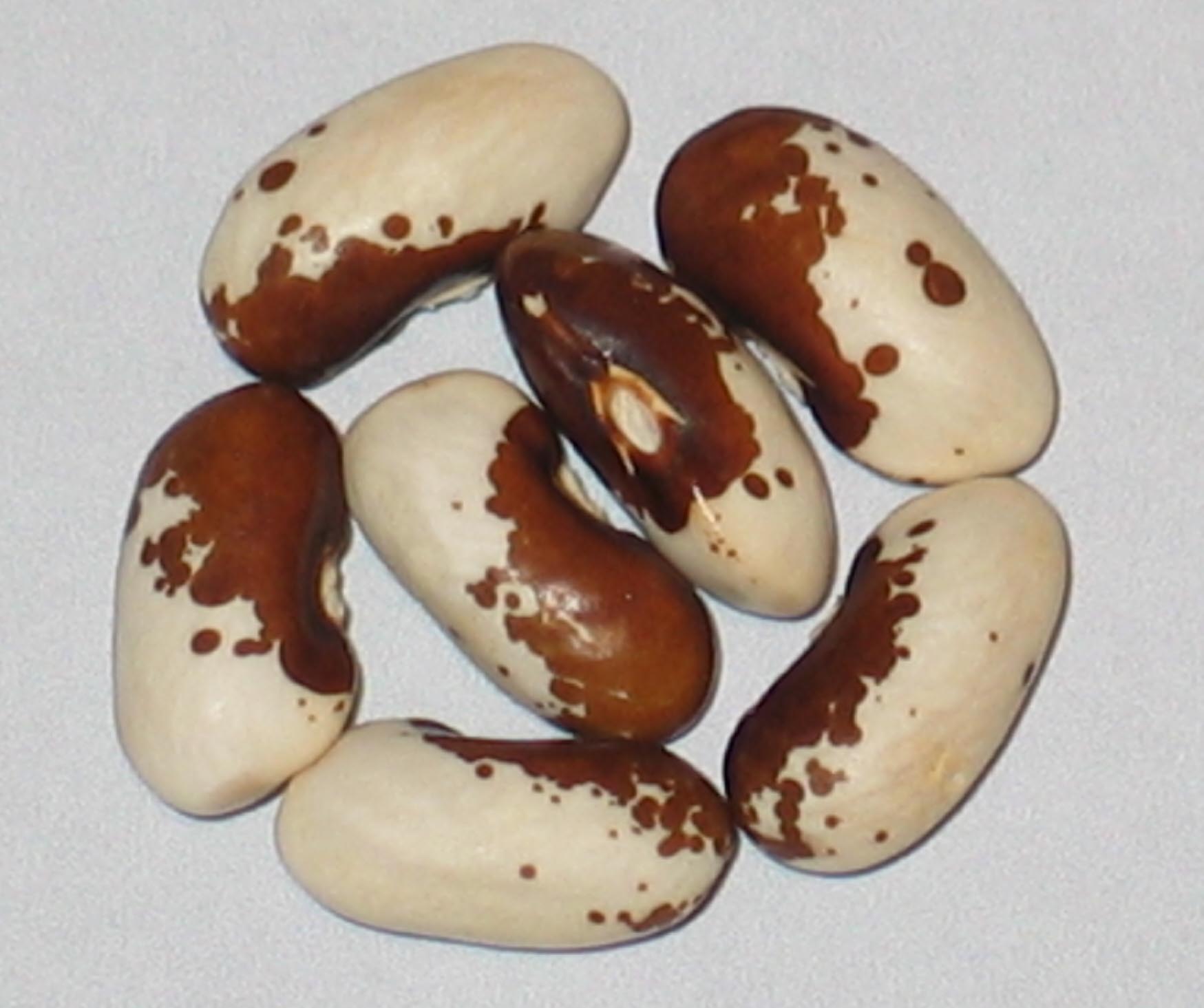 Seven dried, oval-shaped beans with white and brown mottled patterns are arranged on a plain, light-colored surface.
