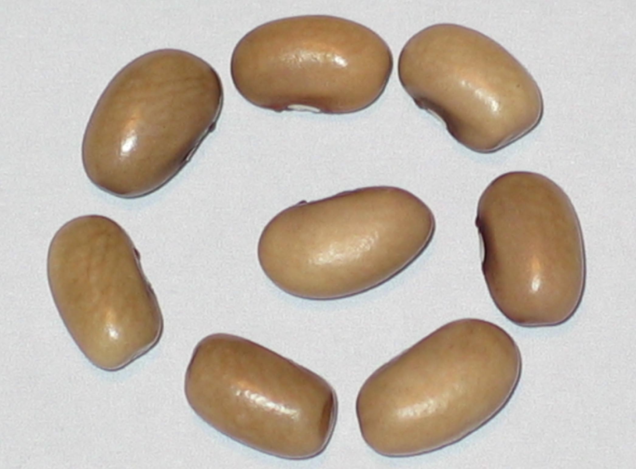 image of California beans
