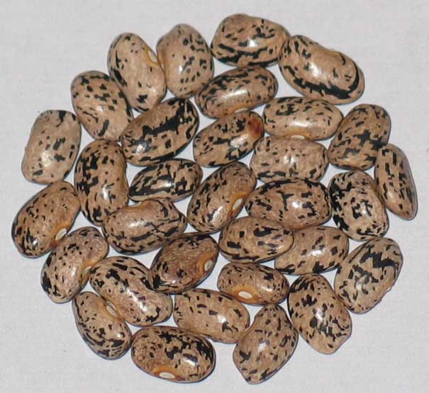 image of Faulkner s Cornfield beans