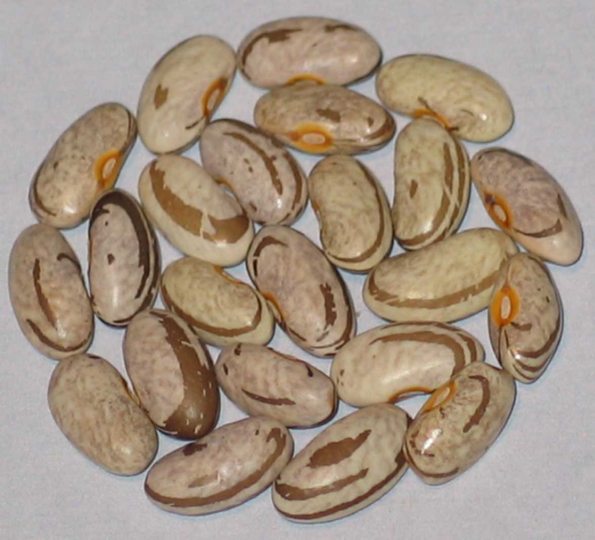 image of Kermit s Smoky Mountain beans