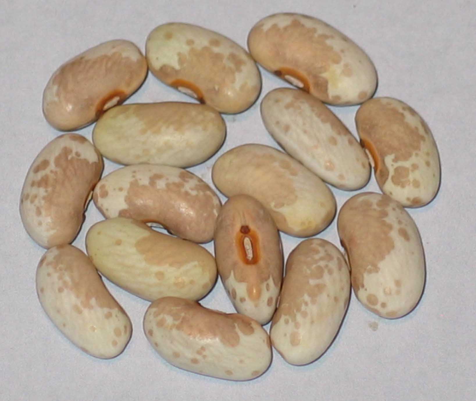 image of Parker s Prairie beans