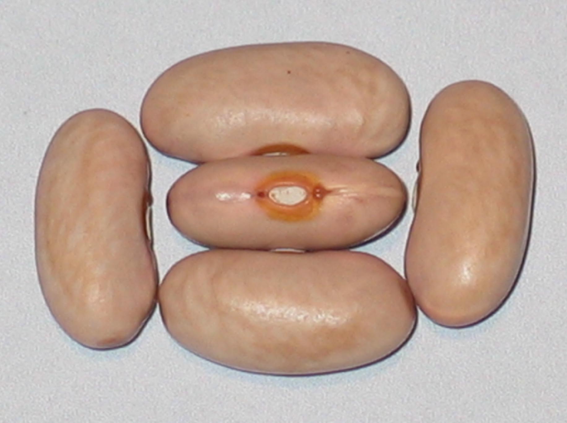 image of Pink Fog beans