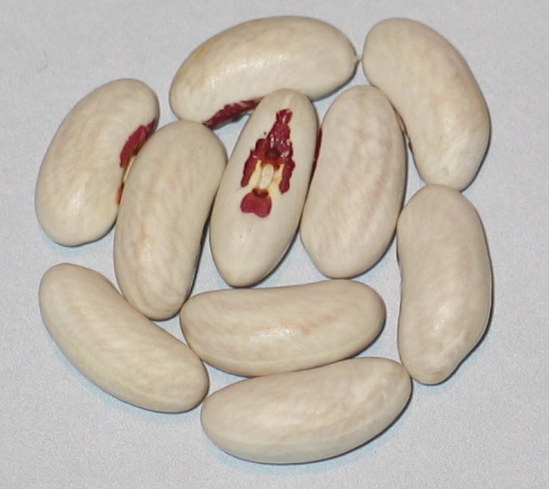 image of Sailor beans