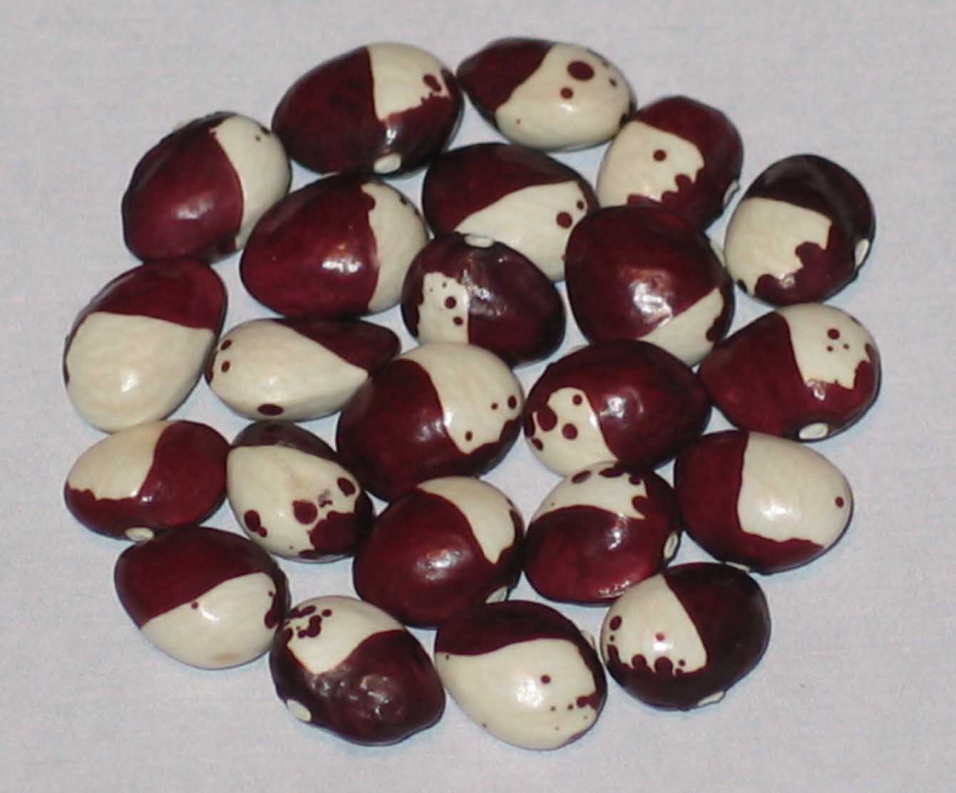image of Yooni's Ennie Bona beans