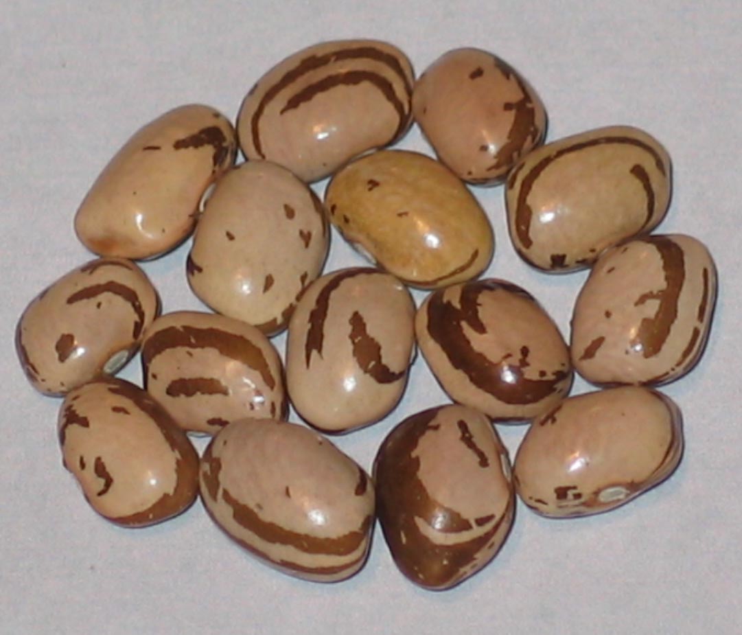 image of Breck s Italian beans