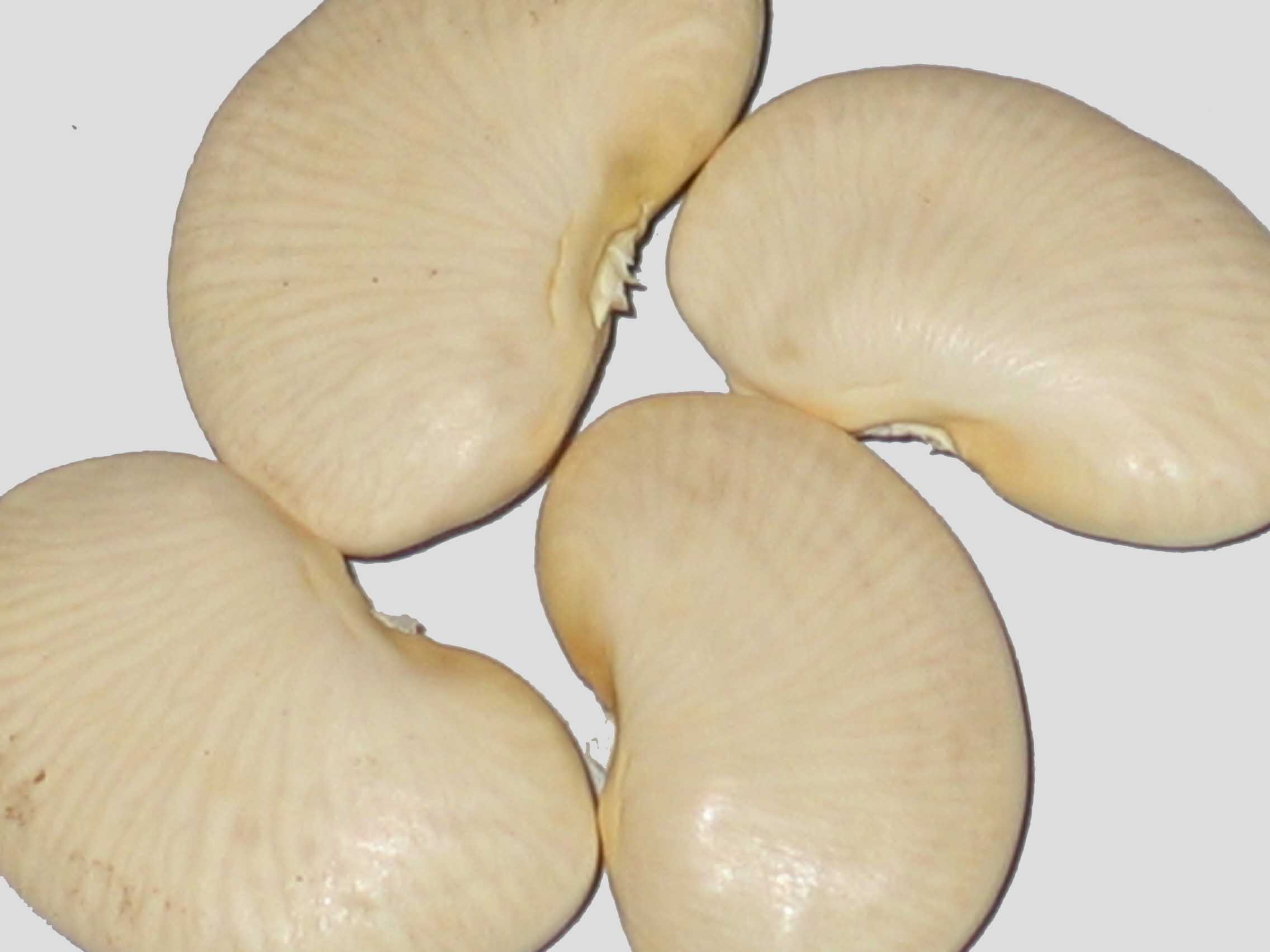 image of Dr. Martin s Lima beans