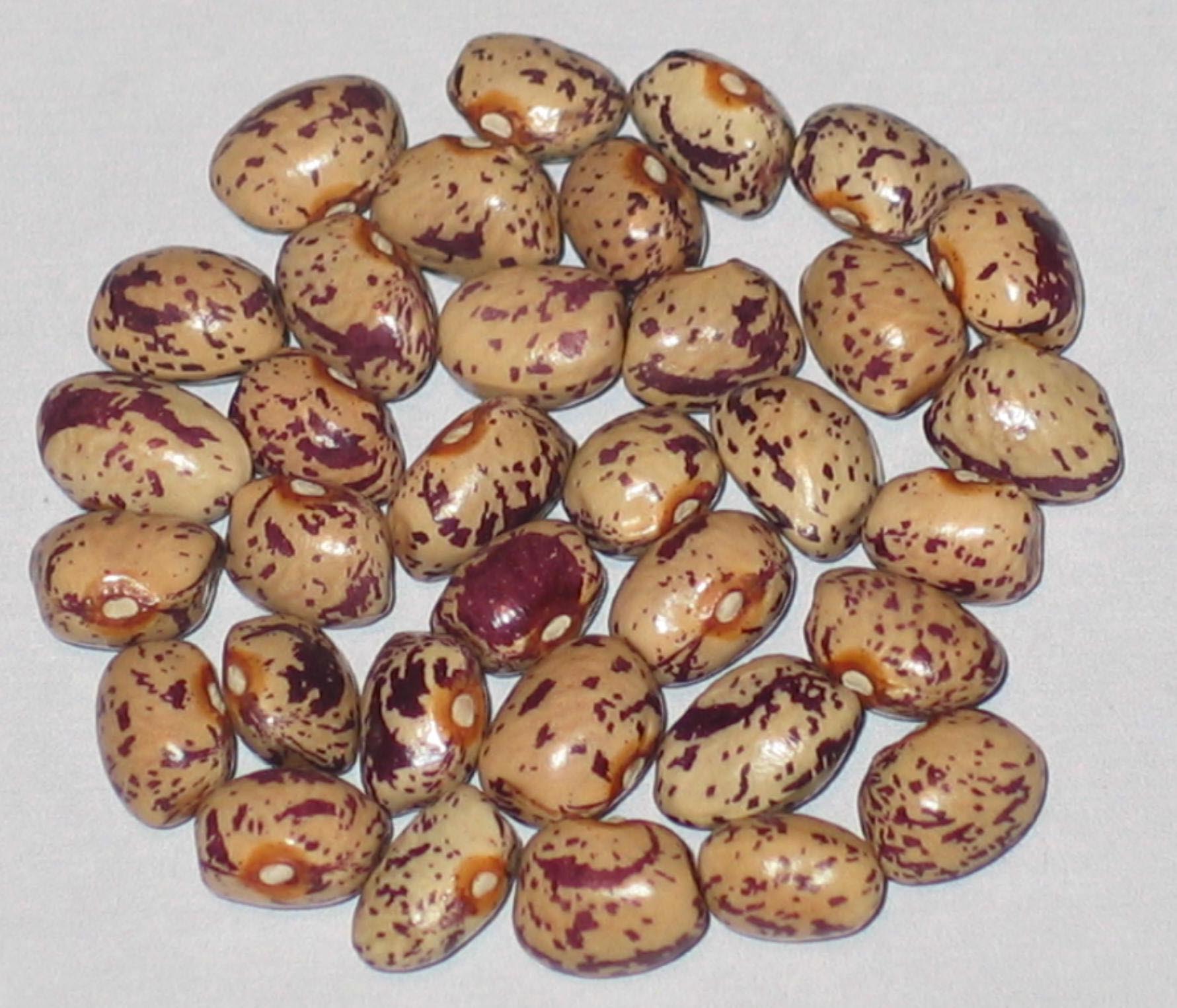 image of Fawcett s Pole beans