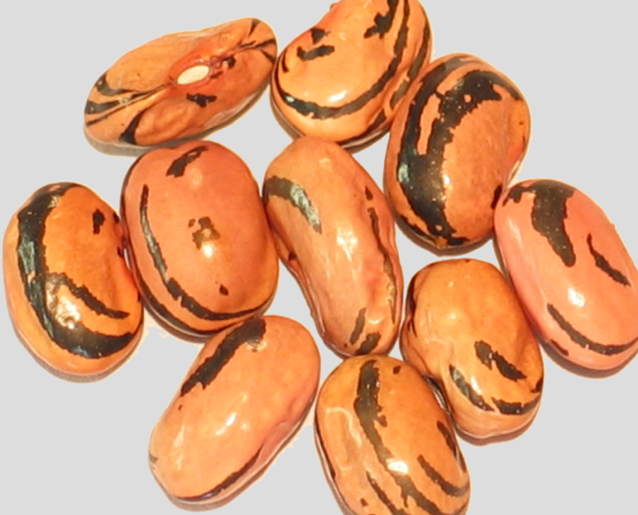 image of Flynn beans