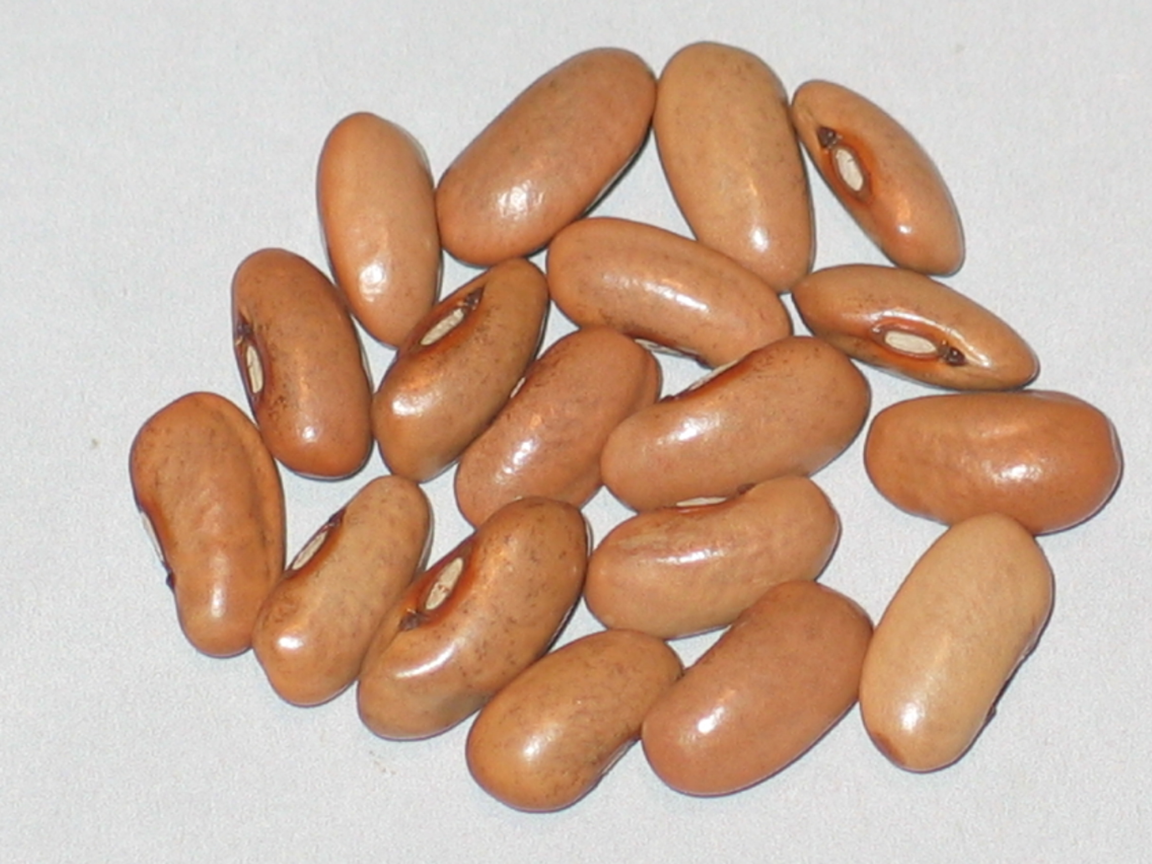 image of Grandma Robert s Tri-Colored beans