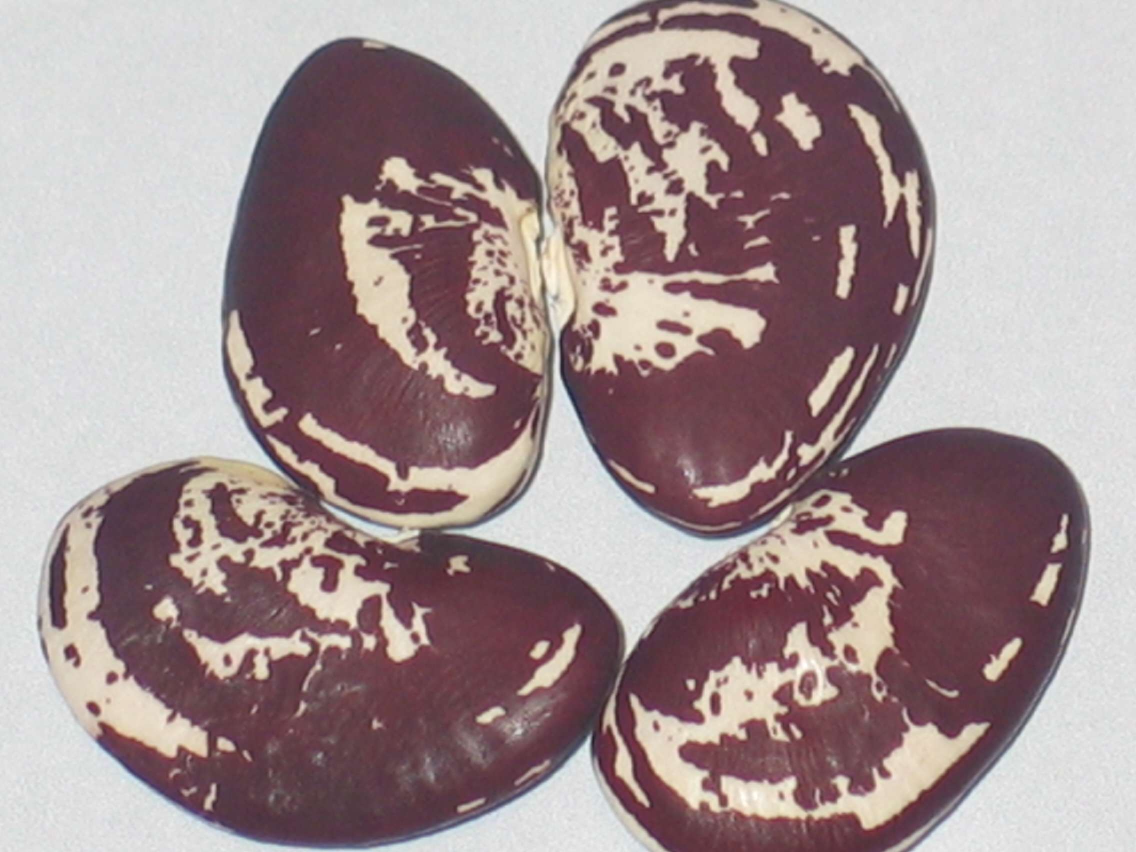 image of Grandma Rivera s beans