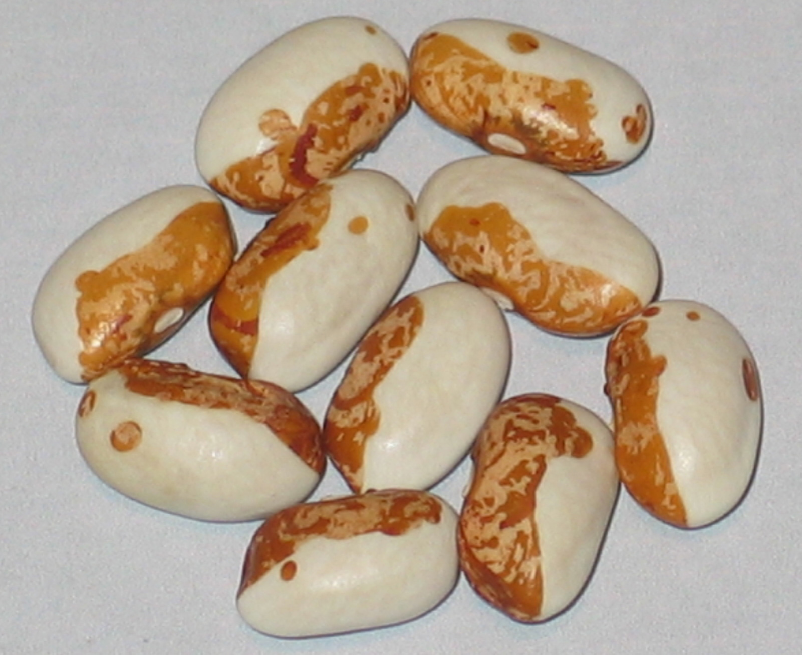 image of Grandma's Bean beans
