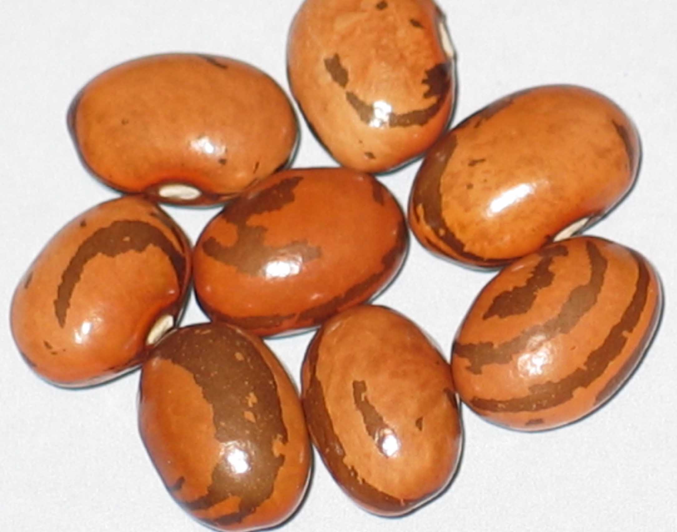 image of Grandma s Yugoslavian beans