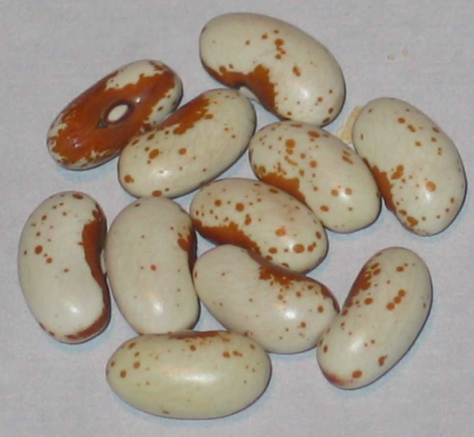 image of Jacob's Cattle Gold beans