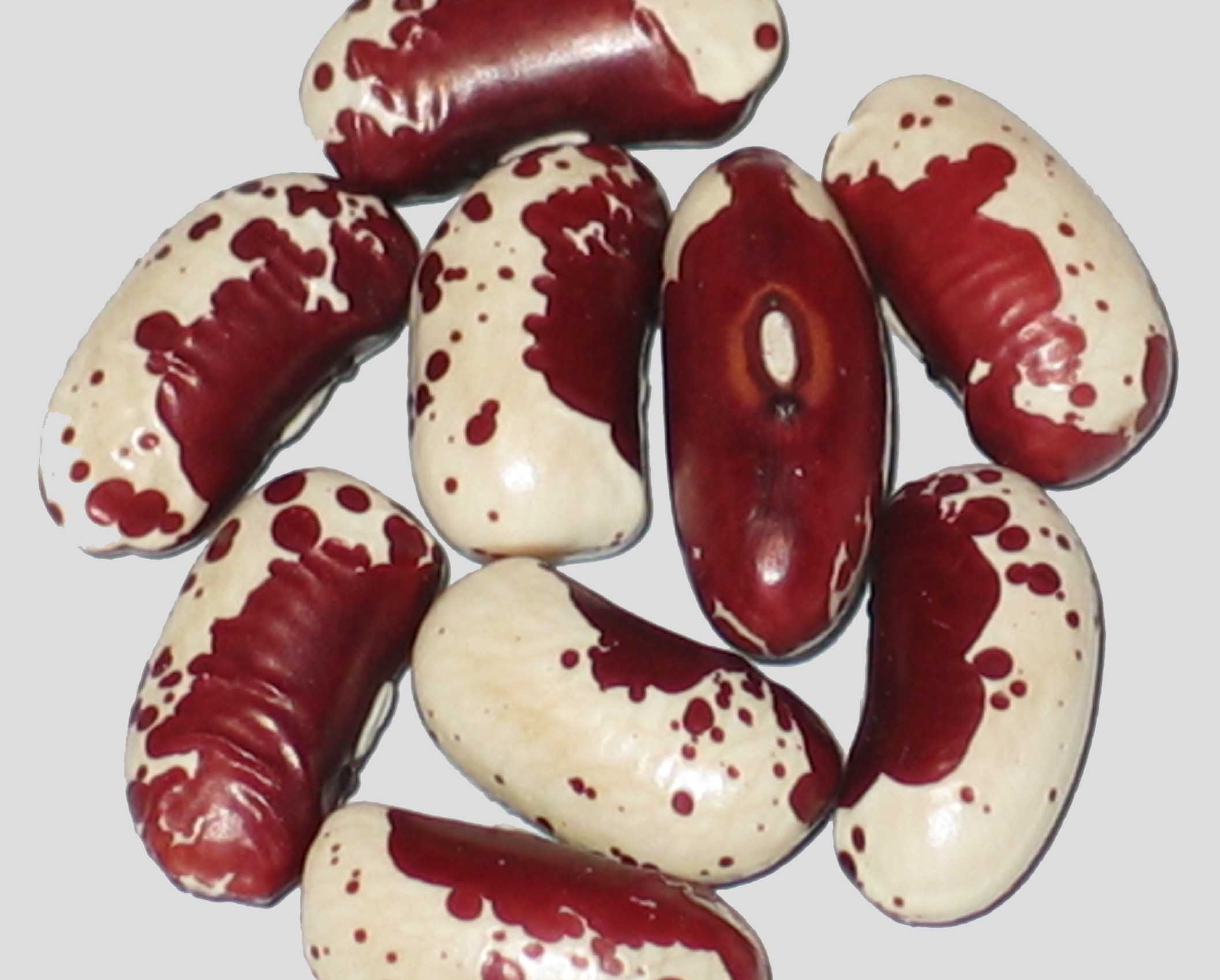 image of Jacob s Cattle Gasless beans