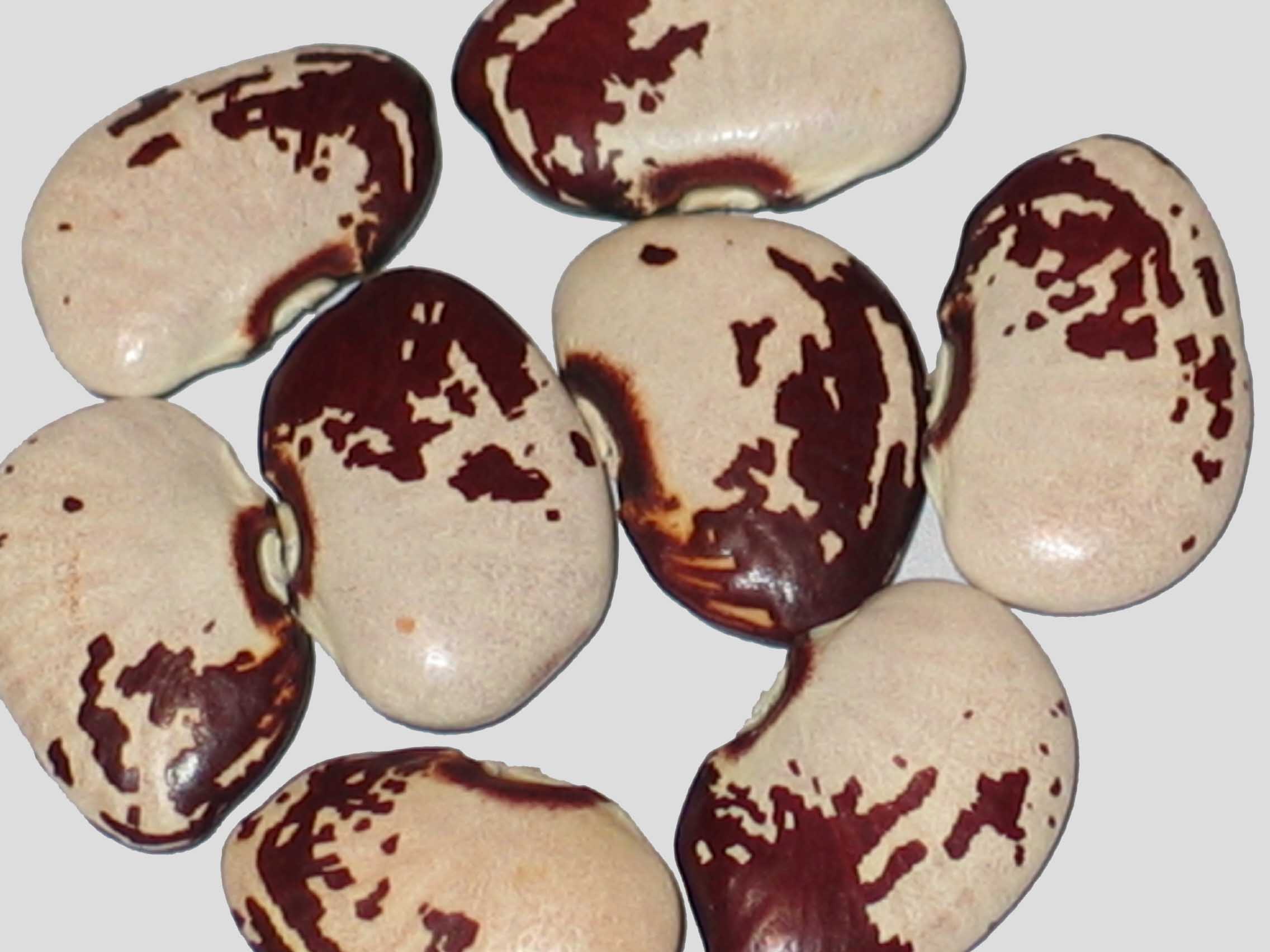 image of J. Carroll s West Virginia beans