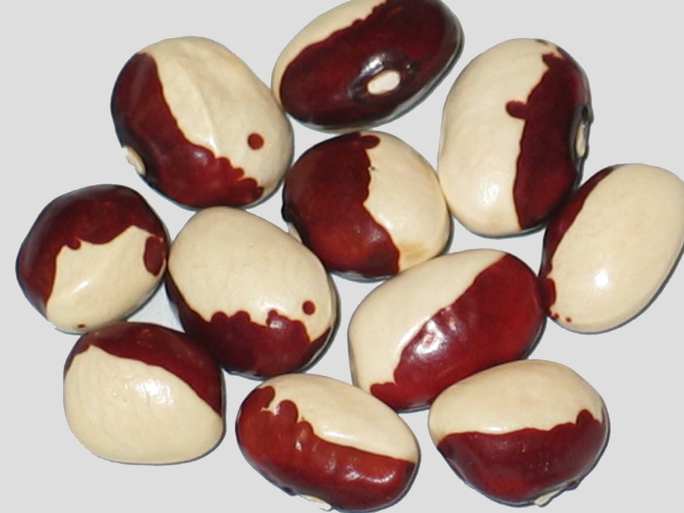 image of Joyce Fetterley s Red & White beans