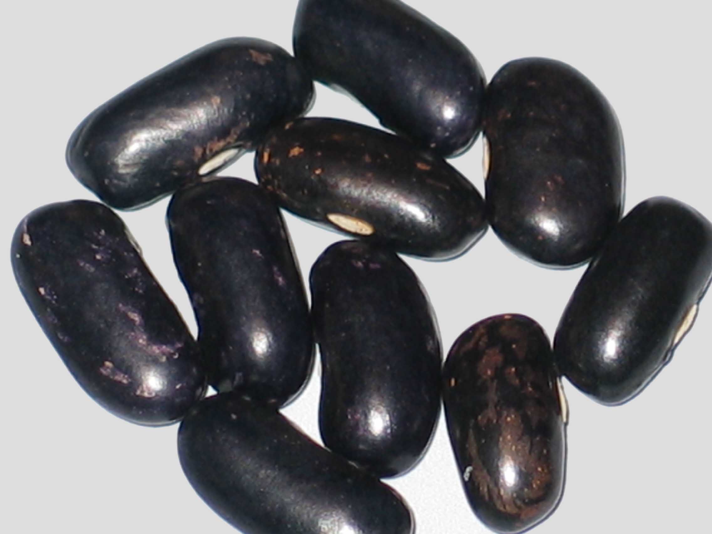 image of King's Knight beans