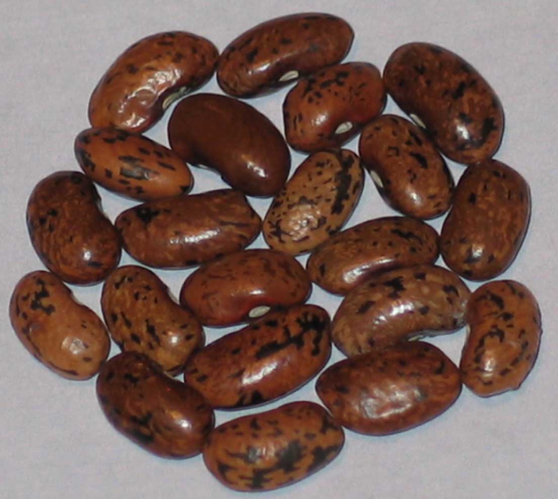 image of Krurger s Speckled Caseknife beans
