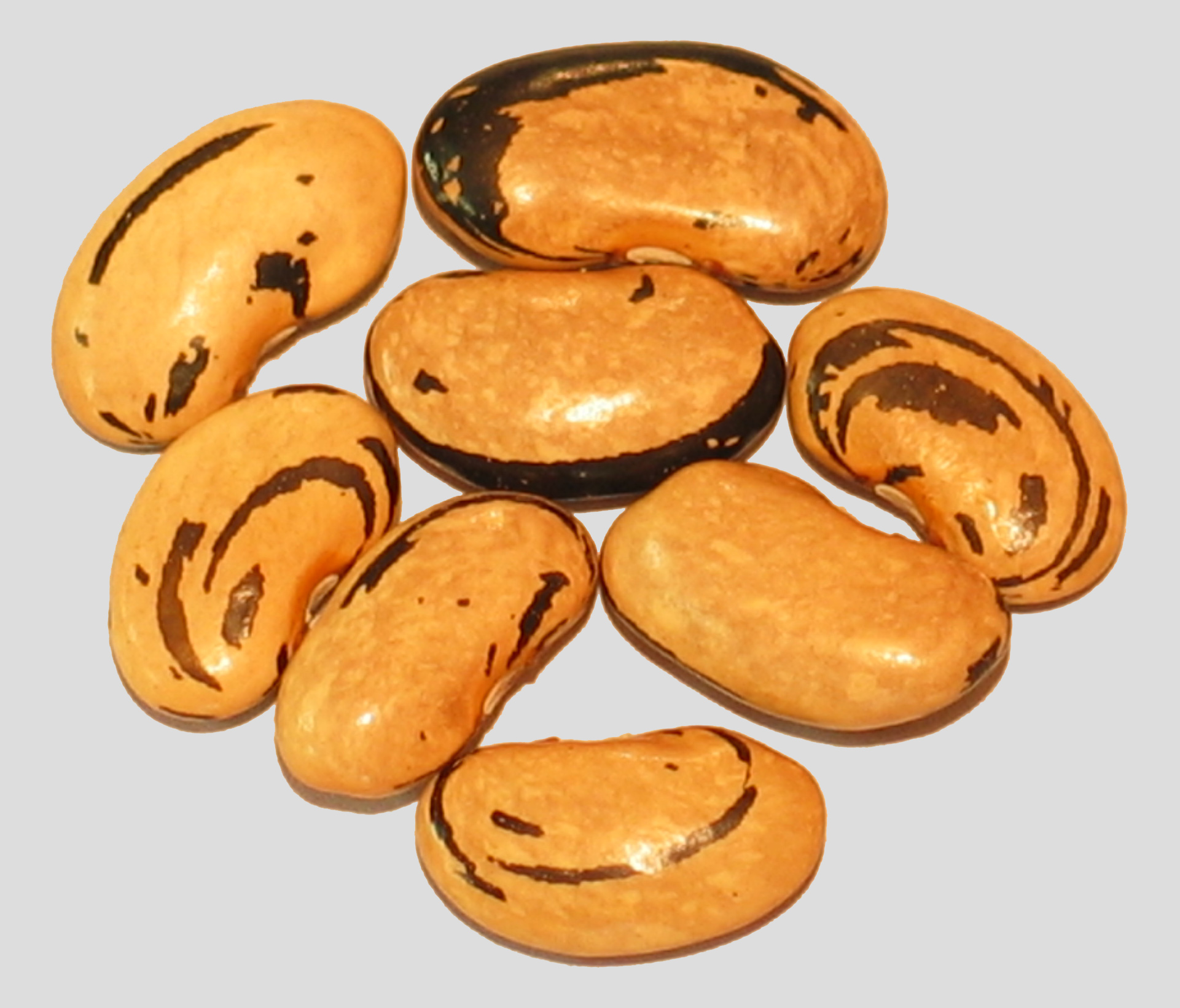 image of Lohrey s Special beans
