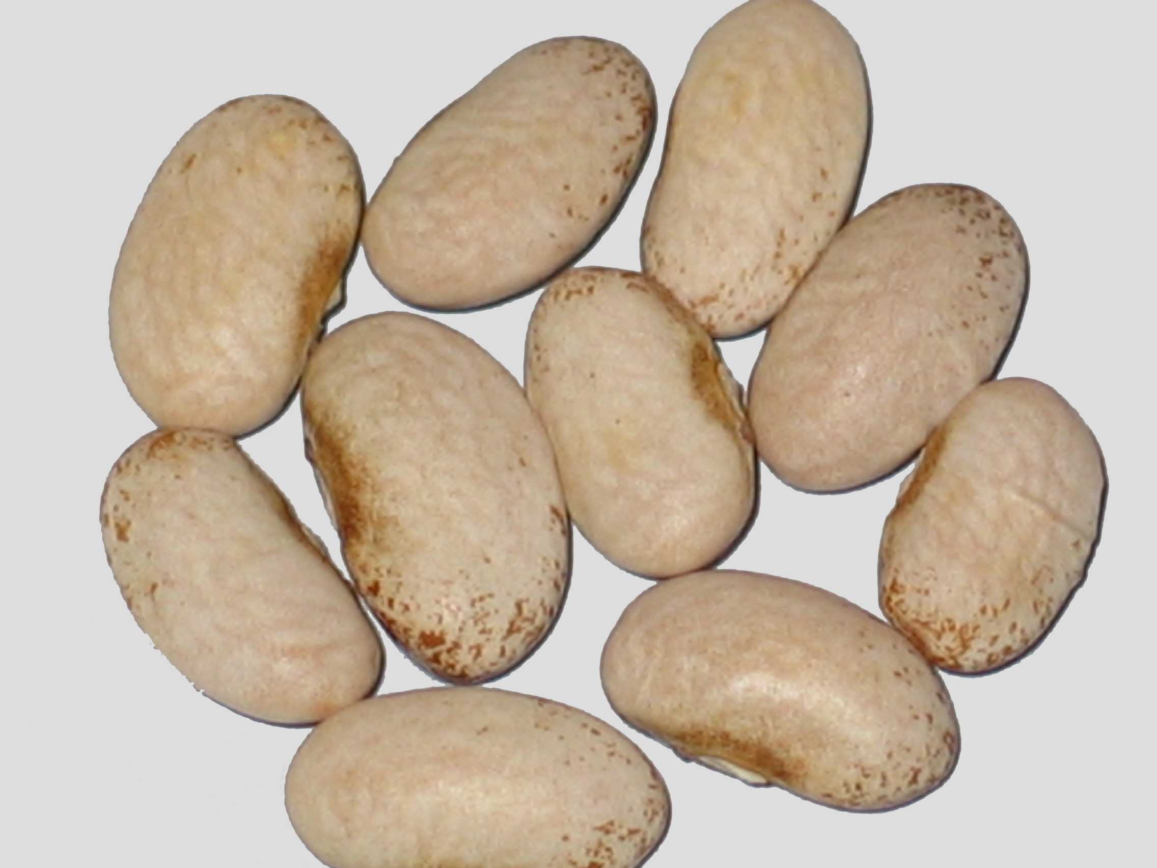 image of Nova Star beans