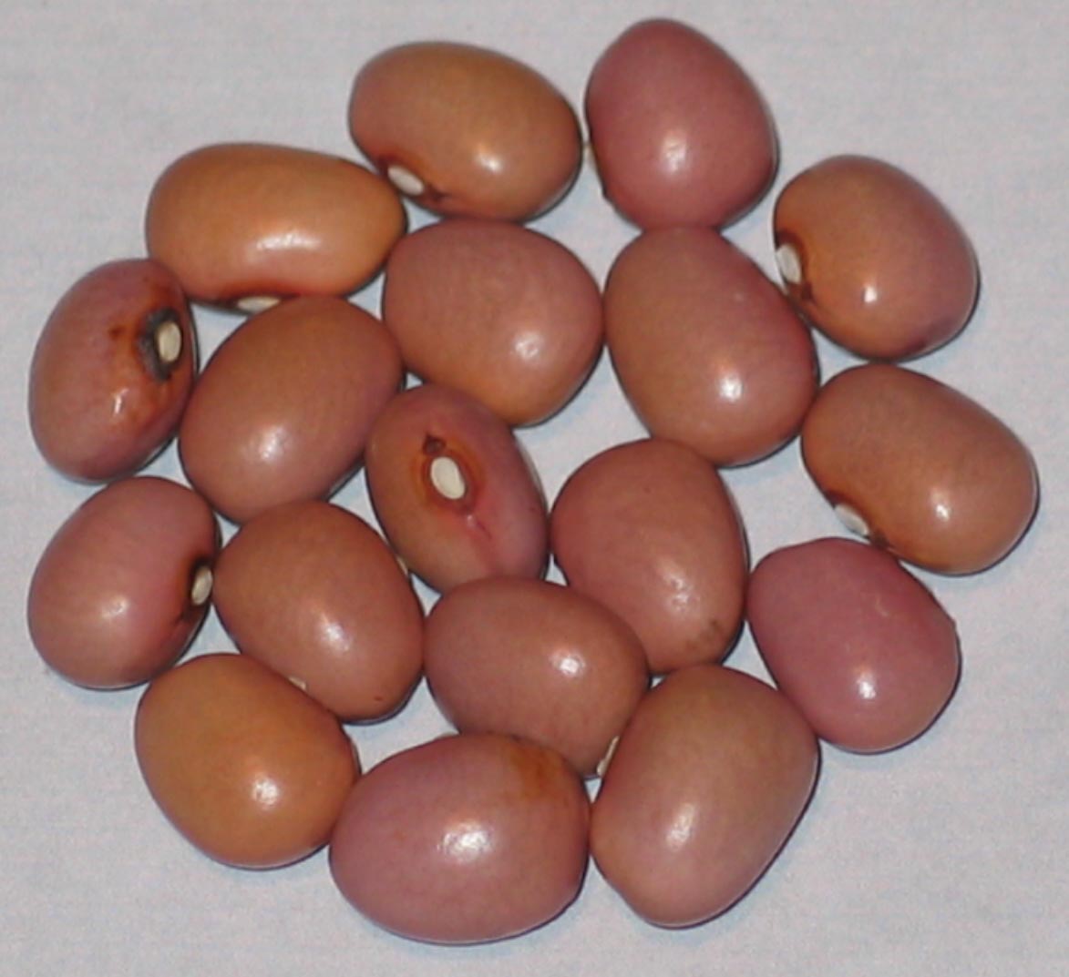 image of Olga's Yugoslavian beans