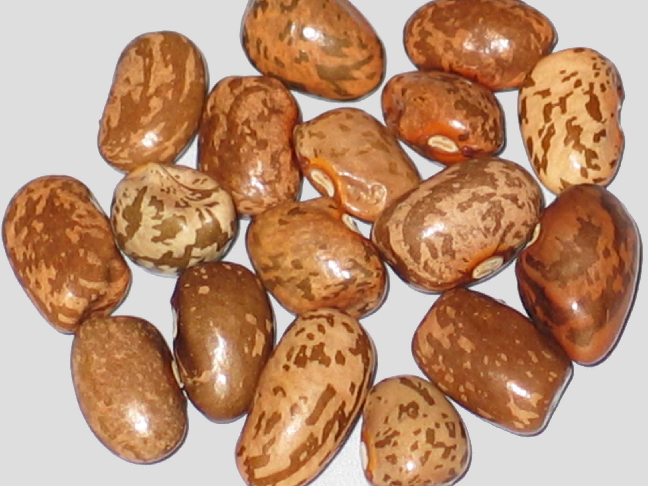 image of Ora's Speckled beans