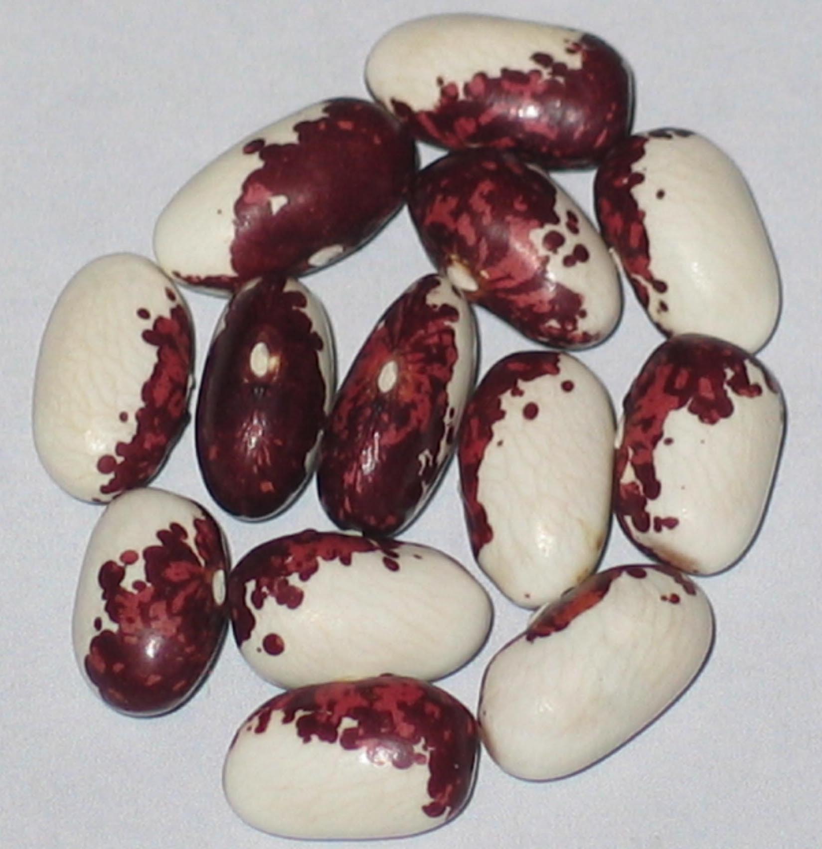 image of Slovenia Bush beans