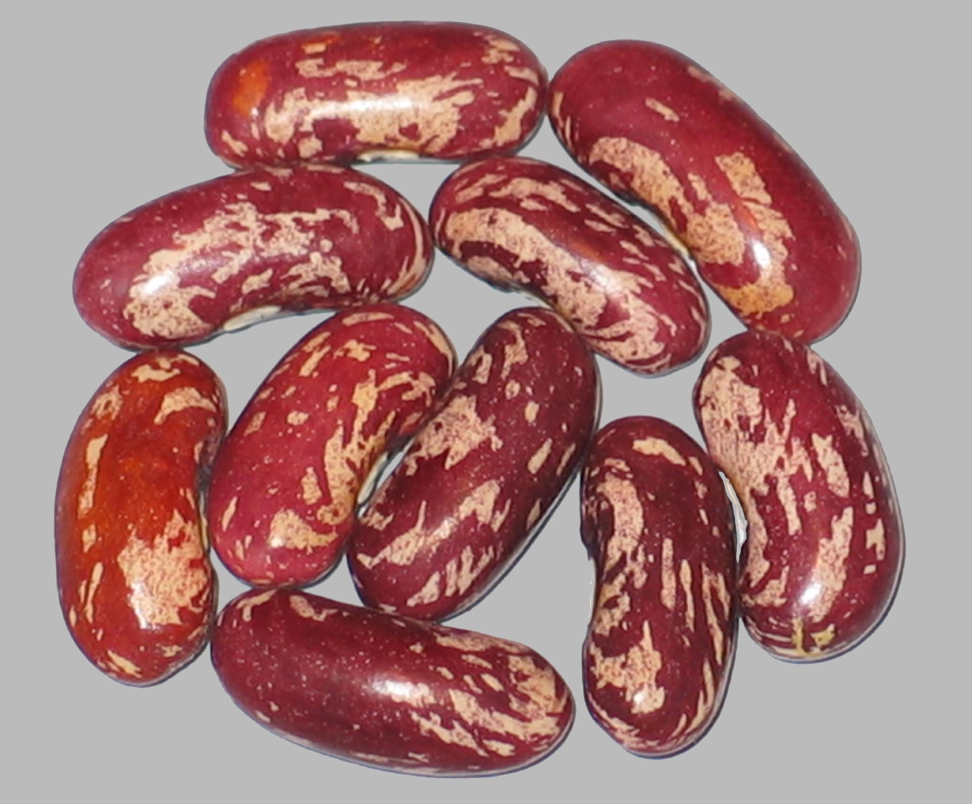 image of Staley s Surprise beans