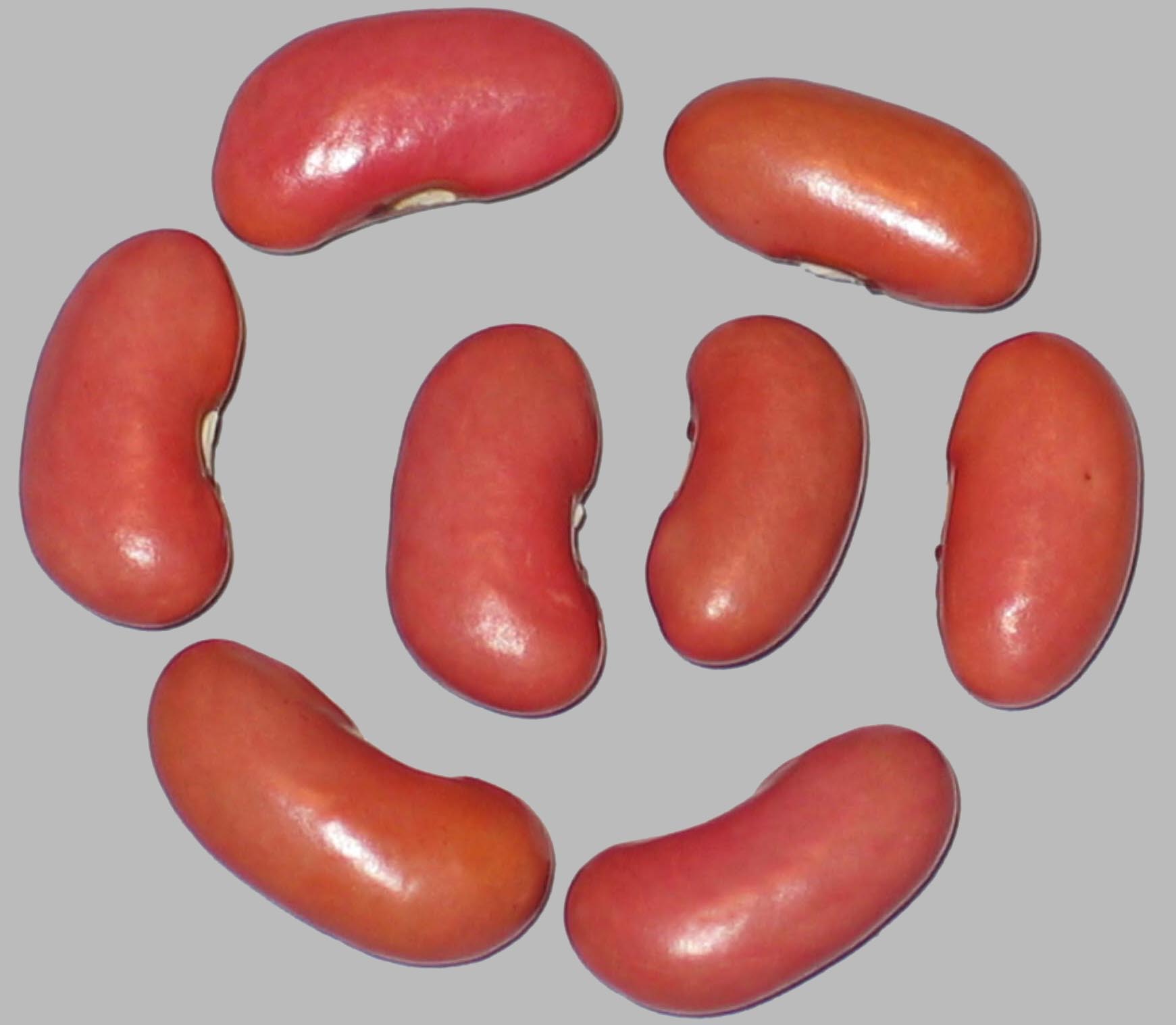 image of Theresa s Pink Portugal beans