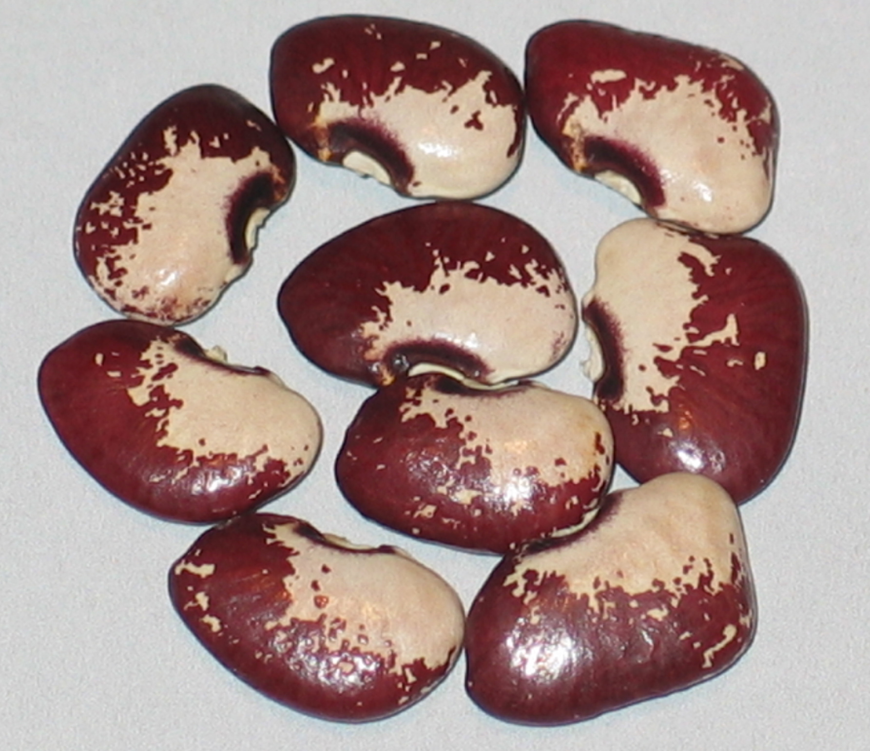 image of Tom s Divide beans