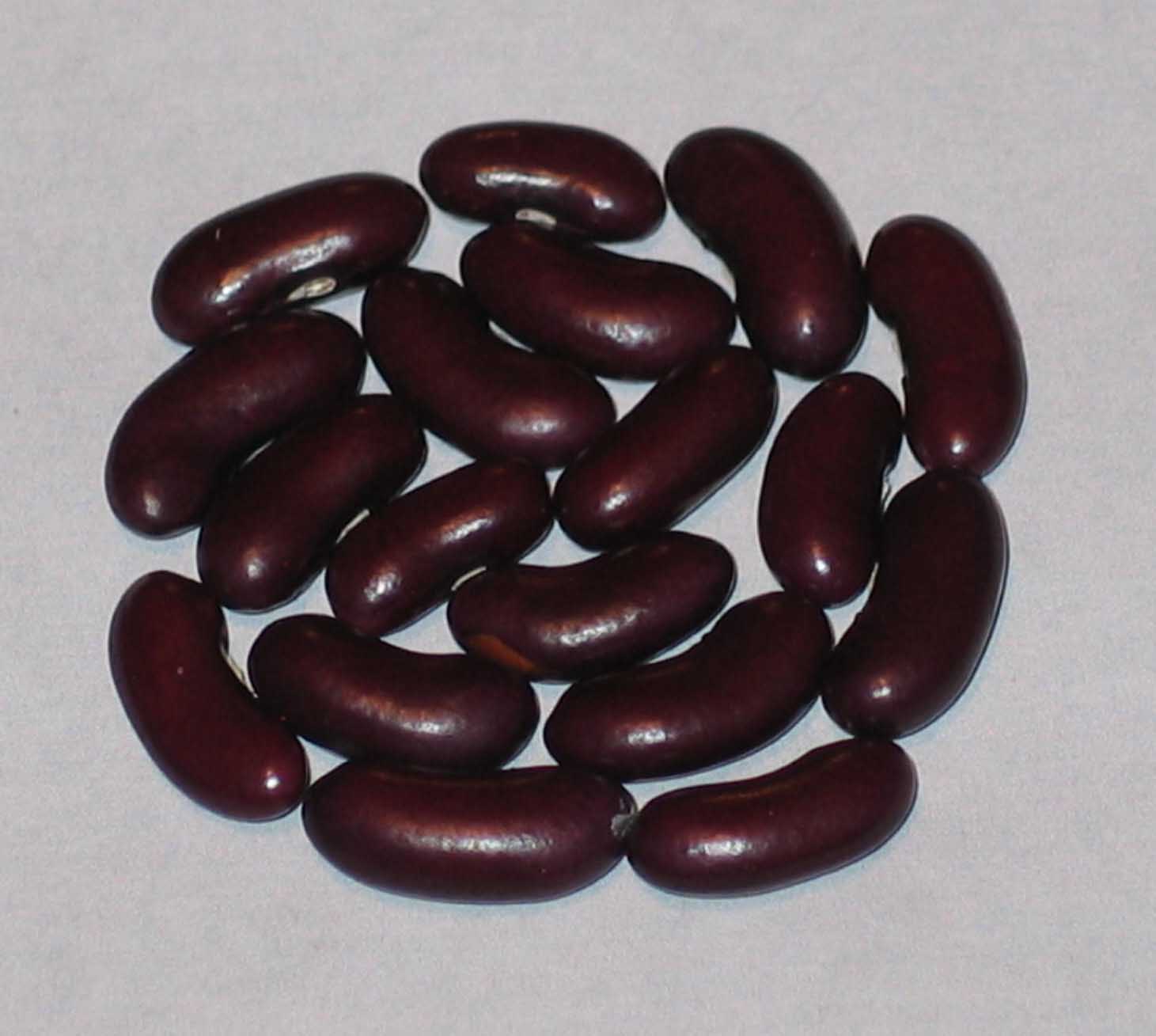 image of Veitch's Climbing beans