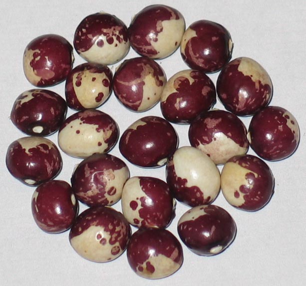 image of Woodruff beans